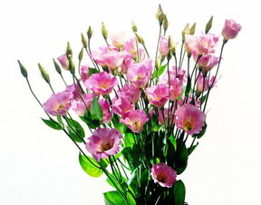 精美鮮花特寫(xiě)花朵素材植物花葉綠葉圖片 模板下載 6.18MB 其他大全 標(biāo)志丨符號(hào)