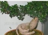 出售盆景 榕樹(shù)盆景價(jià)格_出售盆景 榕樹(shù)盆景廠(chǎng)家_世界工廠(chǎng)網(wǎng)產(chǎn)品信息庫(kù)