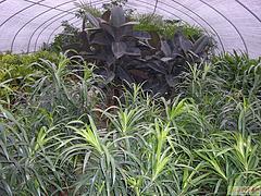 廣西花卉種植大棚廠(chǎng)家 廣西花卉大棚建造找睿農(nóng)溫室大棚設(shè)備圖片|廣西花卉種植大棚廠(chǎng)家 廣西花卉大棚建造找睿農(nóng)溫室大棚設(shè)備產(chǎn)品圖片由南寧市睿農(nóng)溫室大棚設(shè)備公司生產(chǎn)提供-